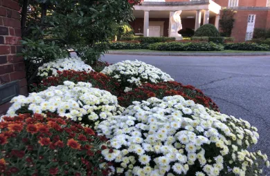 Copper Coin and Butter and Cream chrysanthemums as part of the fall display