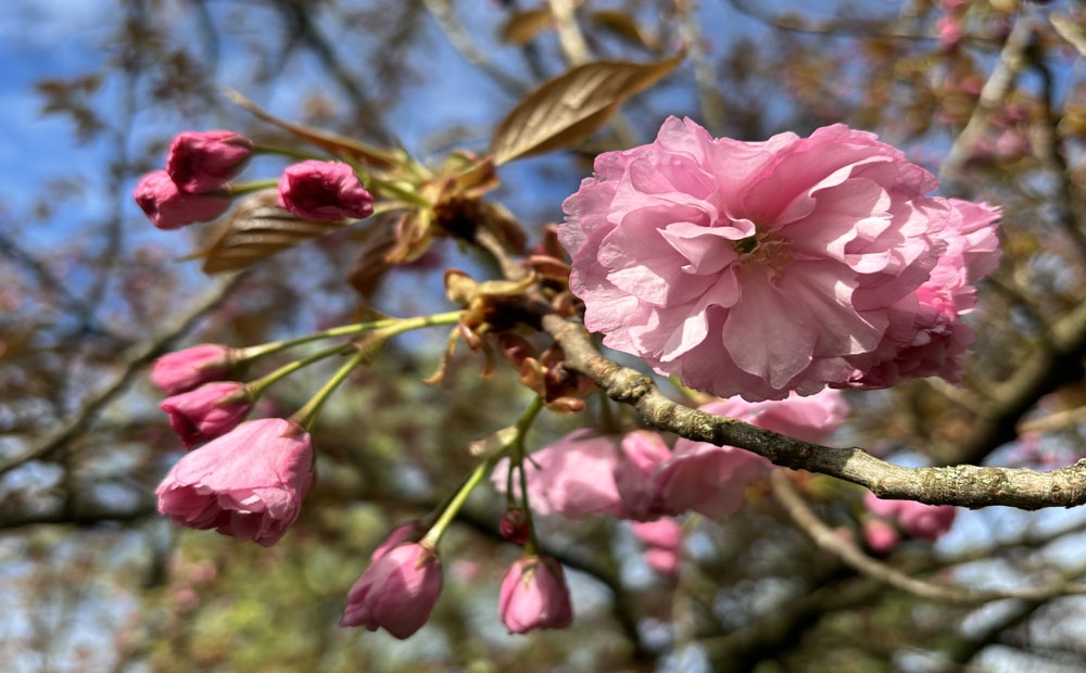Prunus ‘Kanzan’ opening near the French parterre