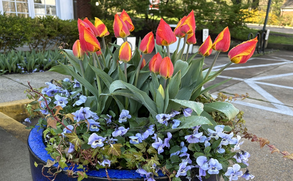 'Flair' tulips and 'Sorbet Marina' violas in the spring display