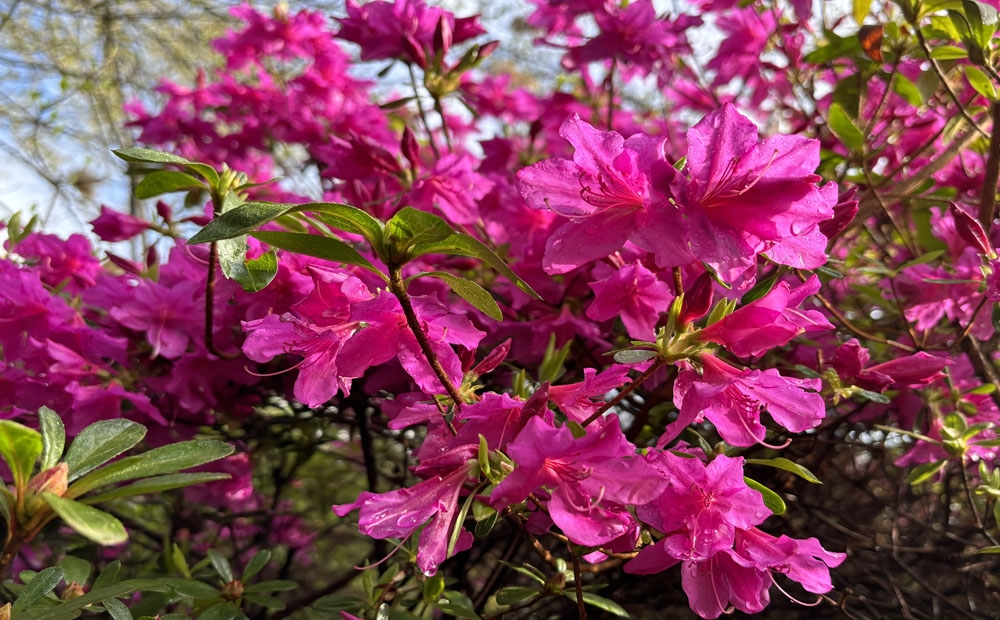 There are azaleas in bloom!