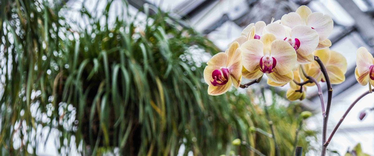 Orchids blooming in Hillwood's greenhouse