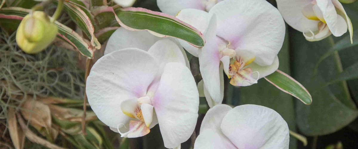 Detail of Phalaenopsis orchid in Hillwood's greenhouse