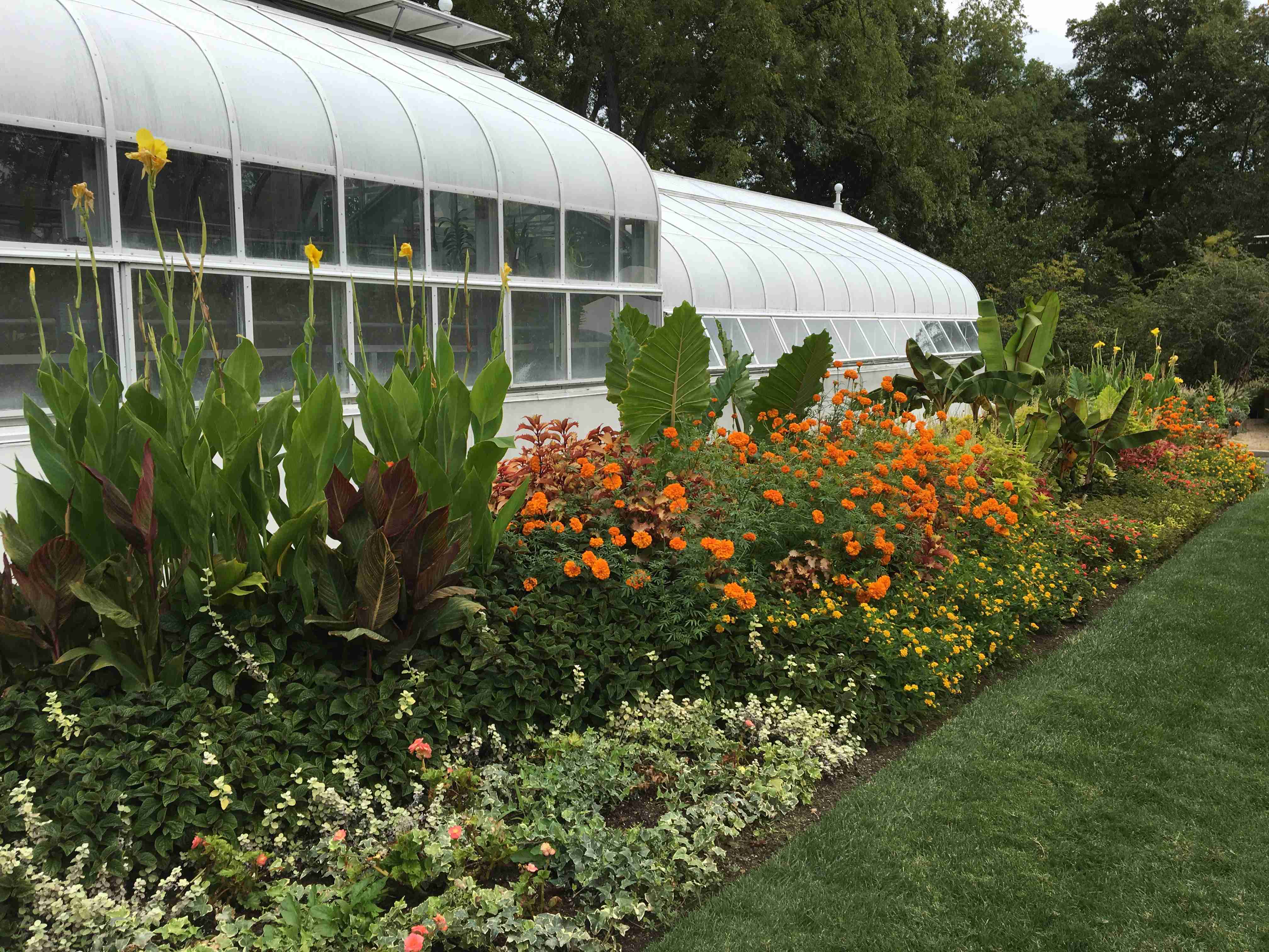 Greenhouse summer display tropical plants, orange mums, birds of paradise