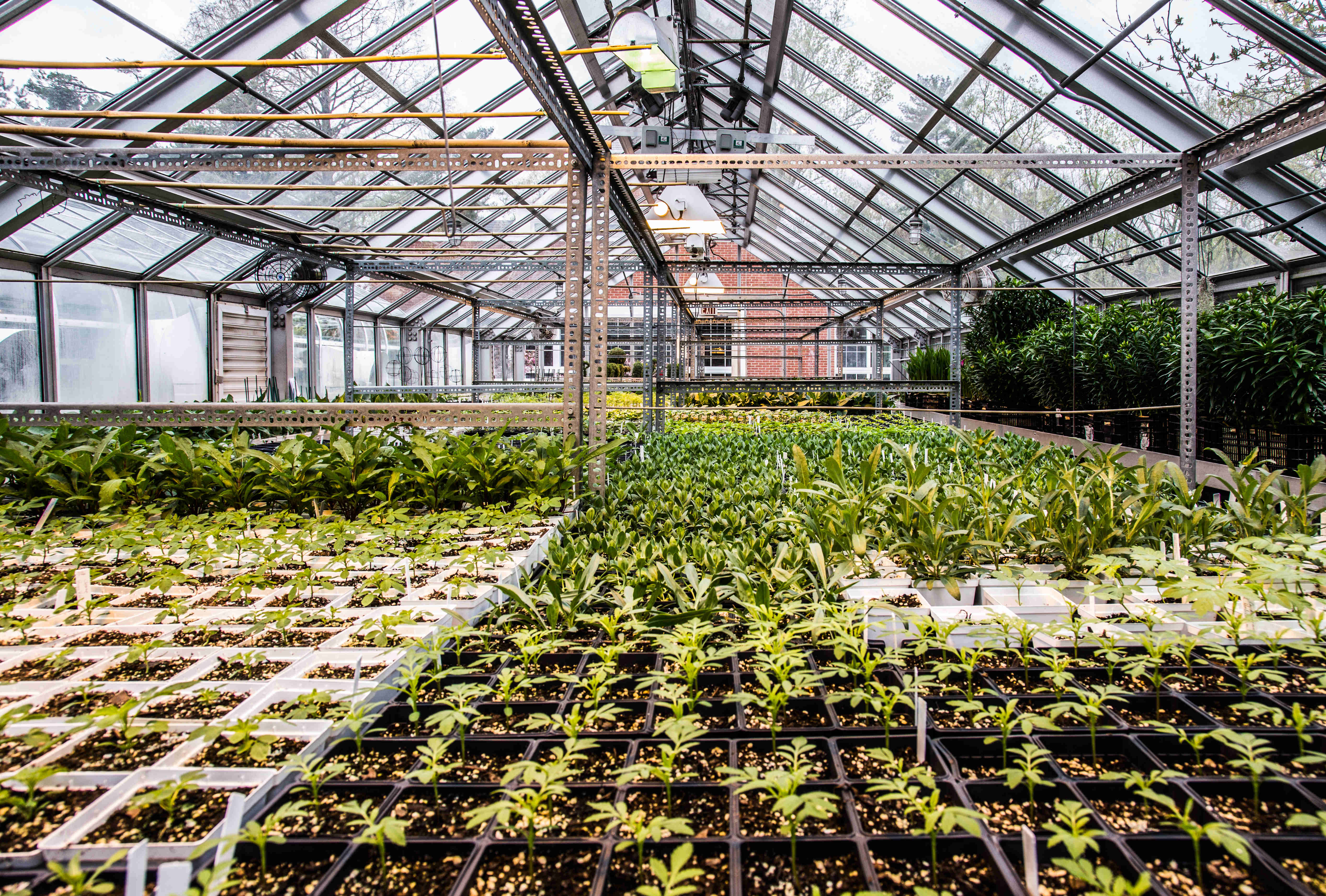 plants growing in the greenhouse