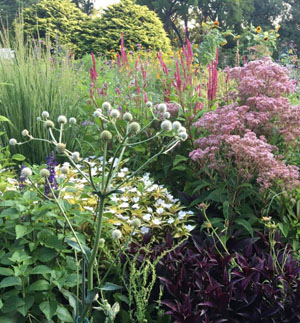 native plants in Hillwood's gardens