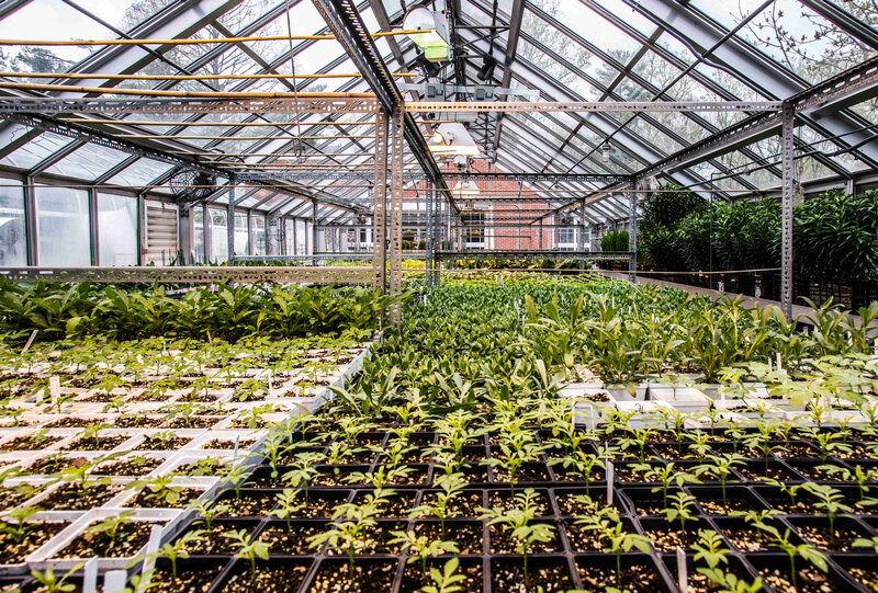 Plants growing in the greenhouse