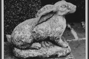 HARE, ONE OF TWO