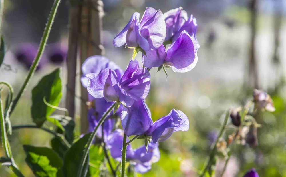 Sweet peas in the cutting garden