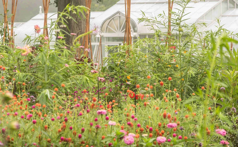 Summer blooms in the cutting garden