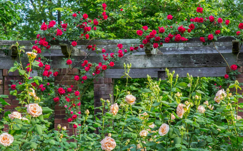 Roses in the rose garden