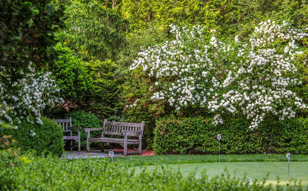 Viburnum at the putting green