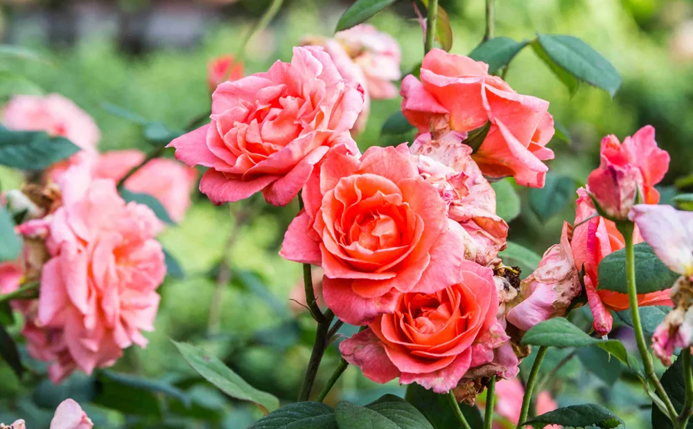 Roses in the rose garden