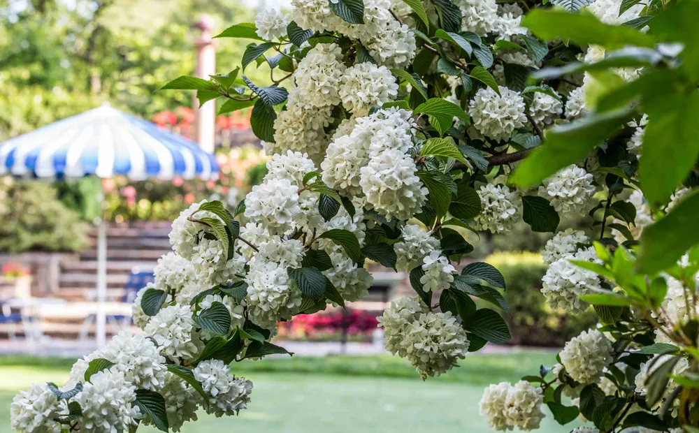 Viburnum at the putting green