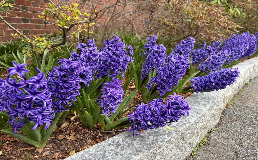 Spring bulbs are coming on strong like the Hyacinth 'Blue Jacket'